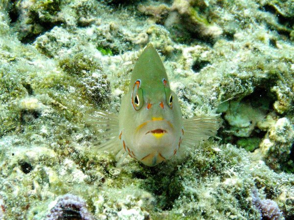 91- Poisson-faucon a tempes annelees 